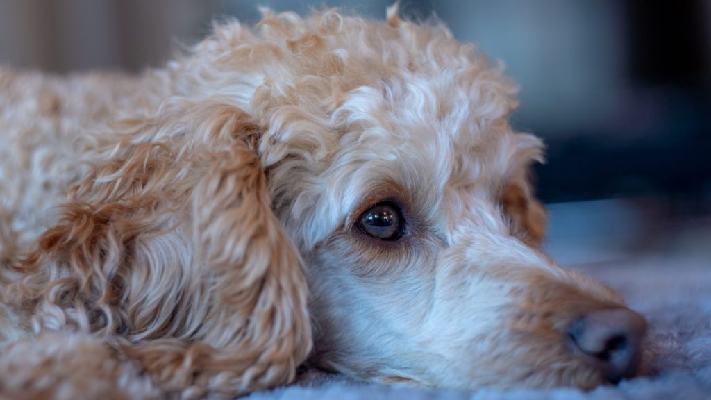 rent beundre Helligdom Hunde og diarré: Guide til hundeejere | Vuffeli hundeblog