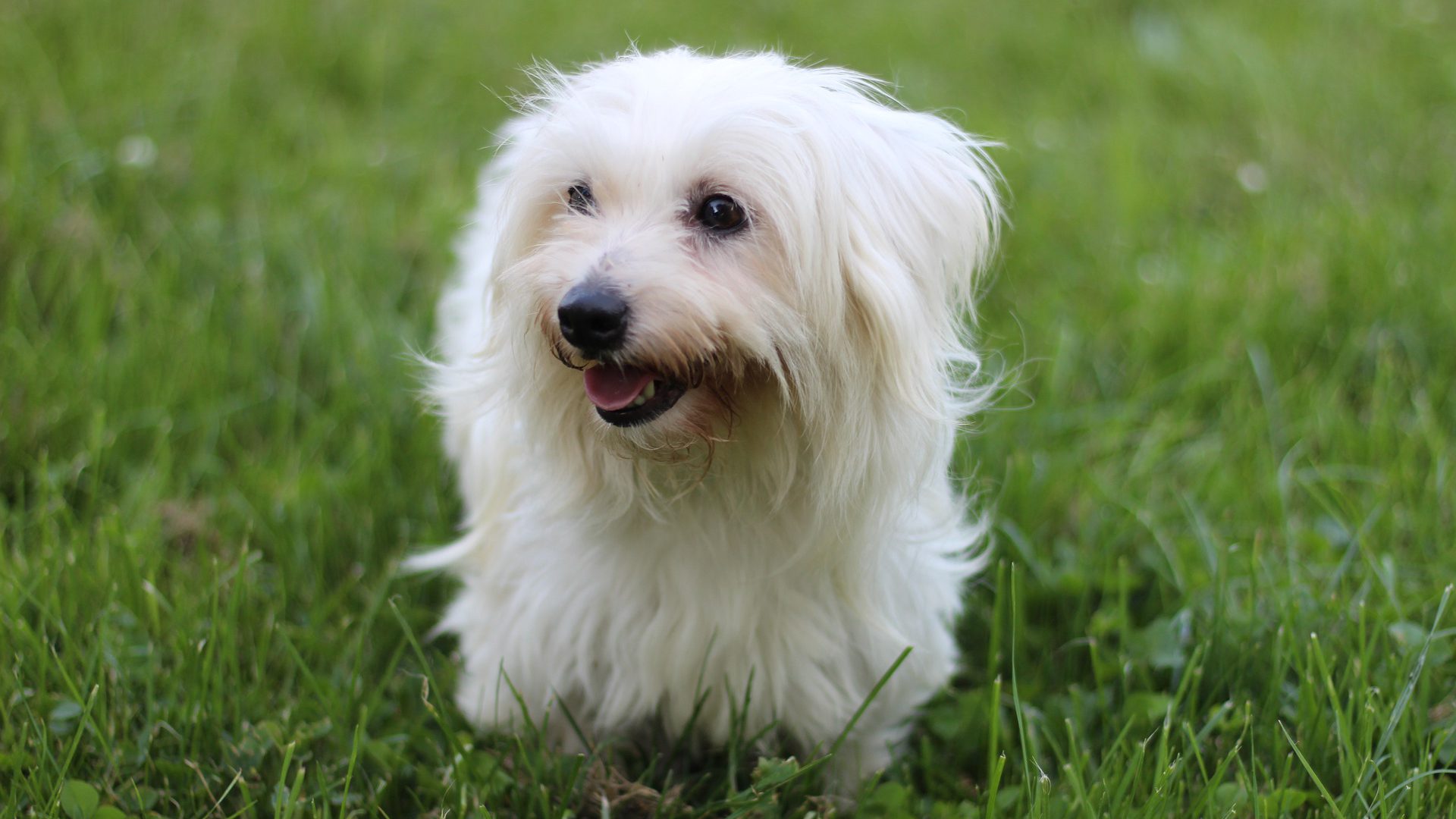 Coton de Tulear 10 facts om bomuldshunden Vuffeli