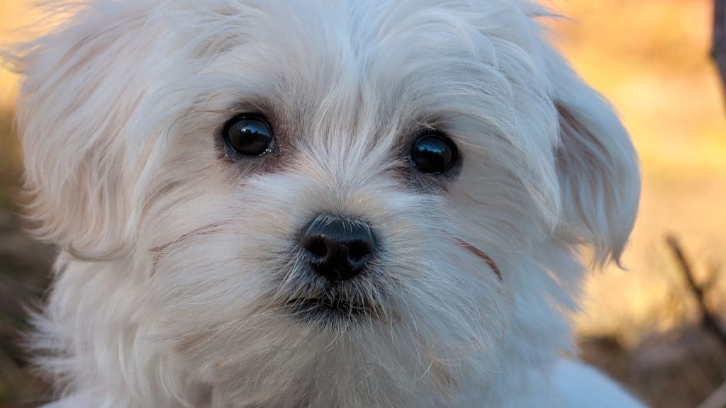 malteser hvalp med blide øjneVuffeli hundeblog