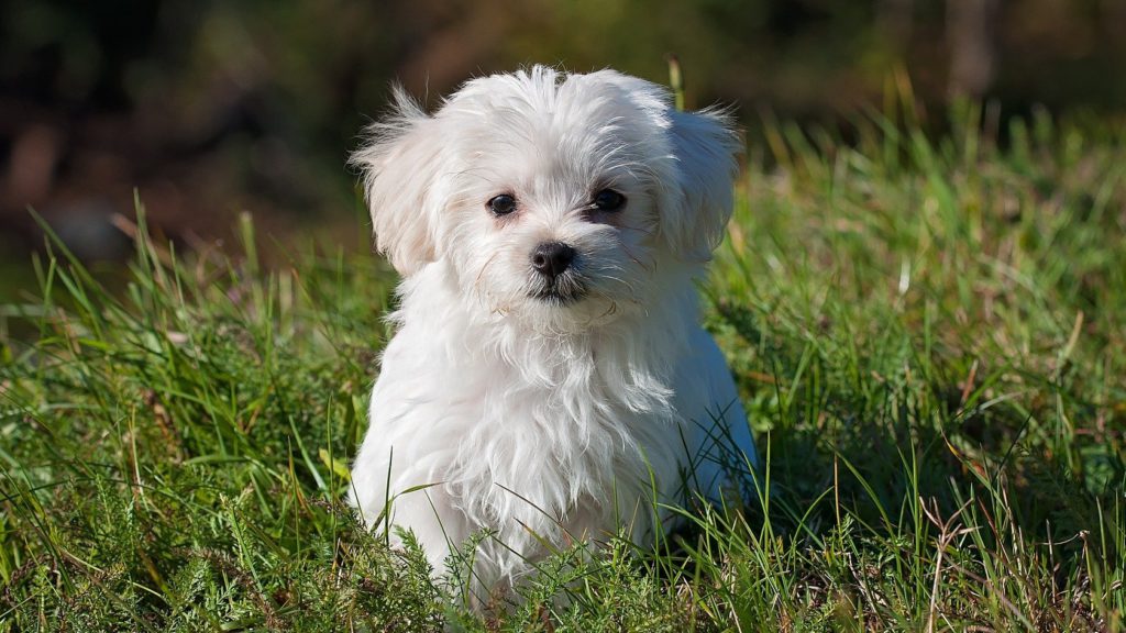 hvid malteser sidder på græsplæneVuffeli hundeblog