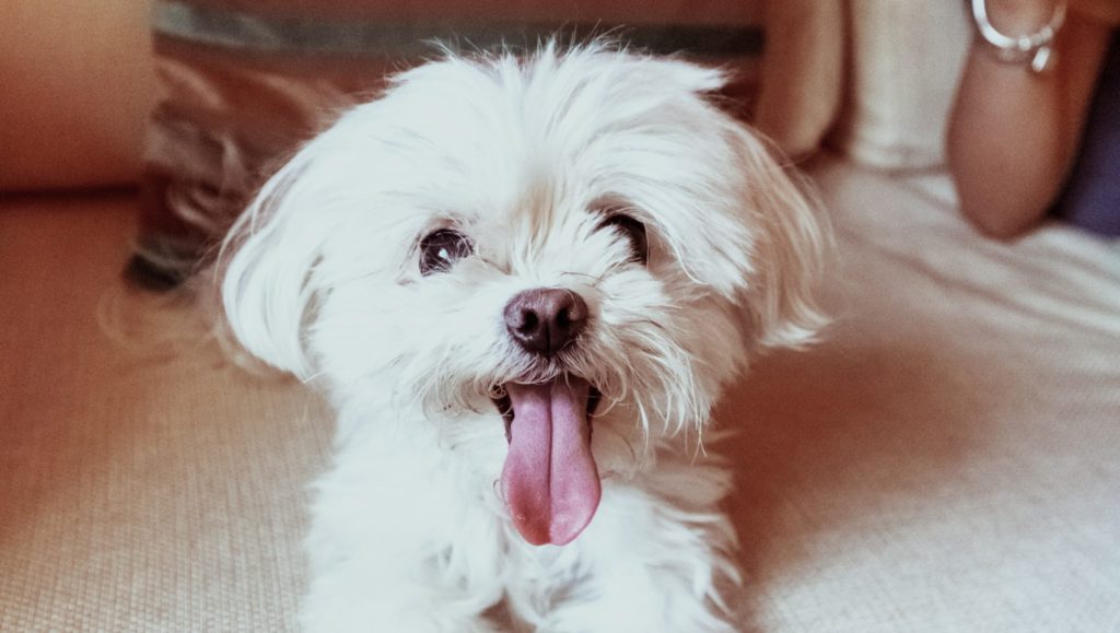 hvid malteser med tungen ud af mundenVuffeli hundeblog