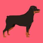 Vuffeli hundeblog