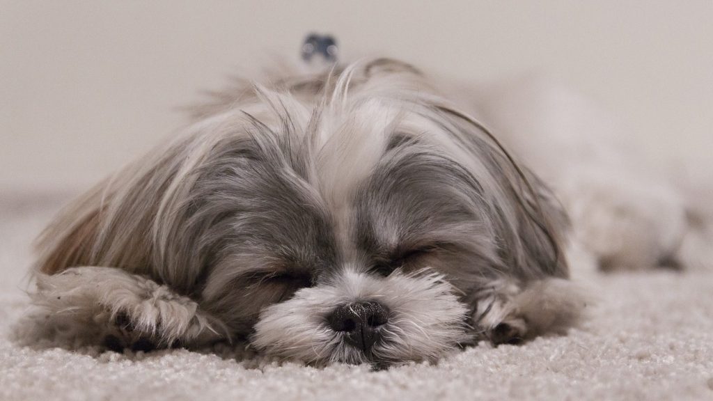 træt shih tzu sover på sit tæppeVuffeli hundeblog