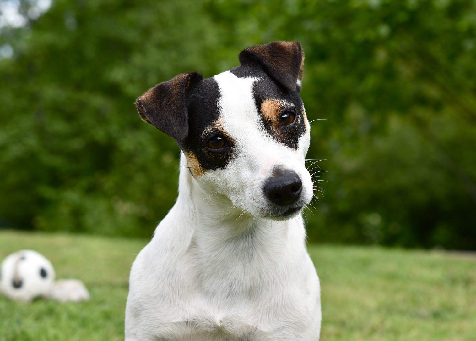 Jack-russell-terrier-udenforVuffeli hundeblog