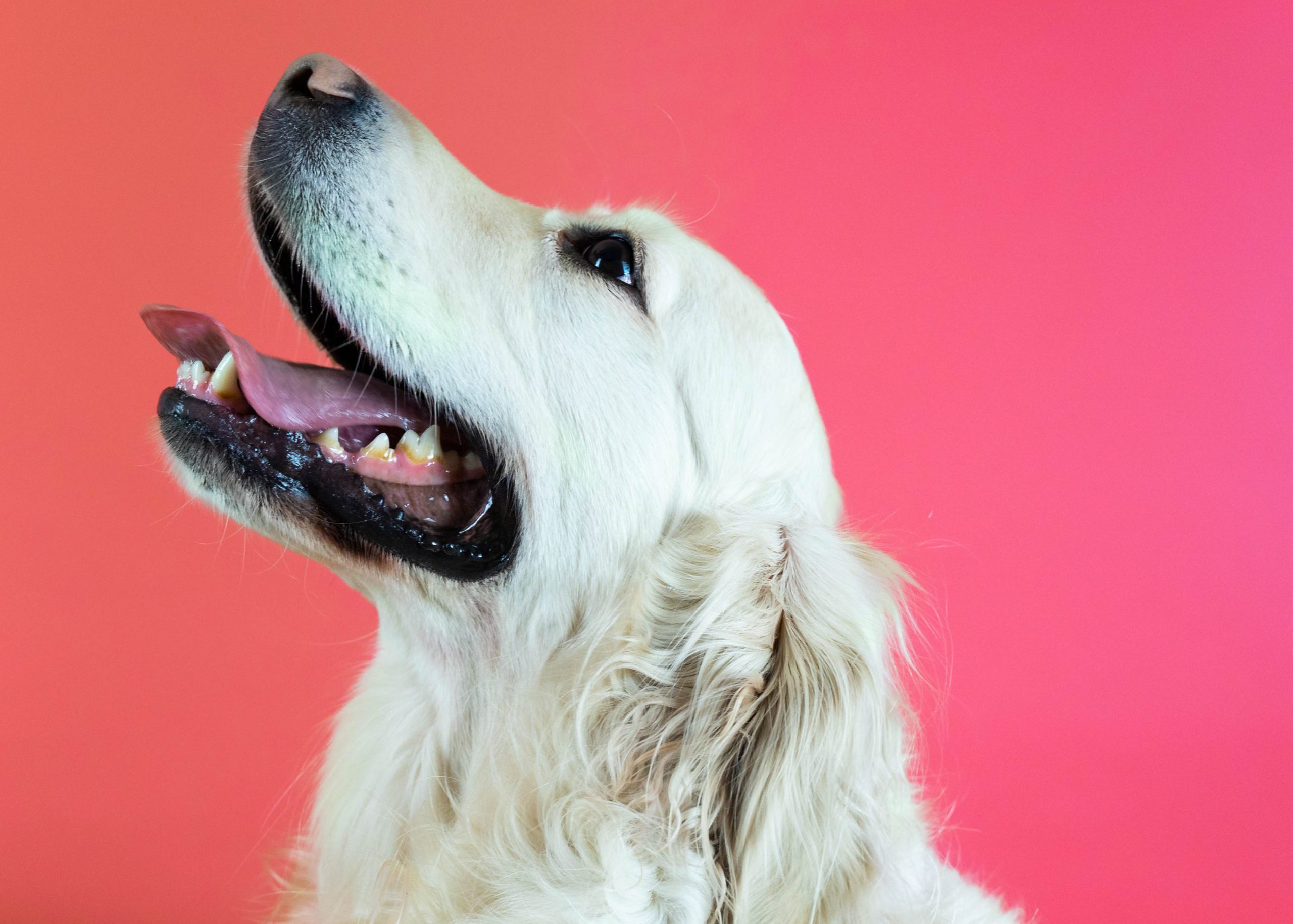 Golden-retriever-på-pink-baggrundVuffeli hundeblog