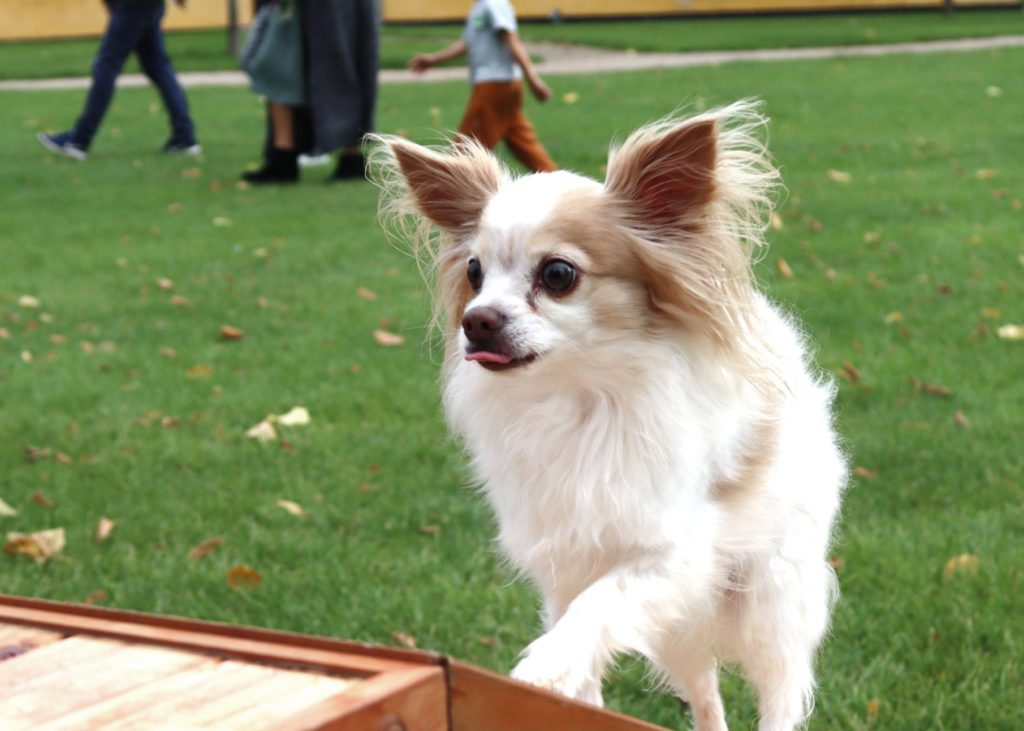 Chihuahua-laver-agilityVuffeli hundeblog