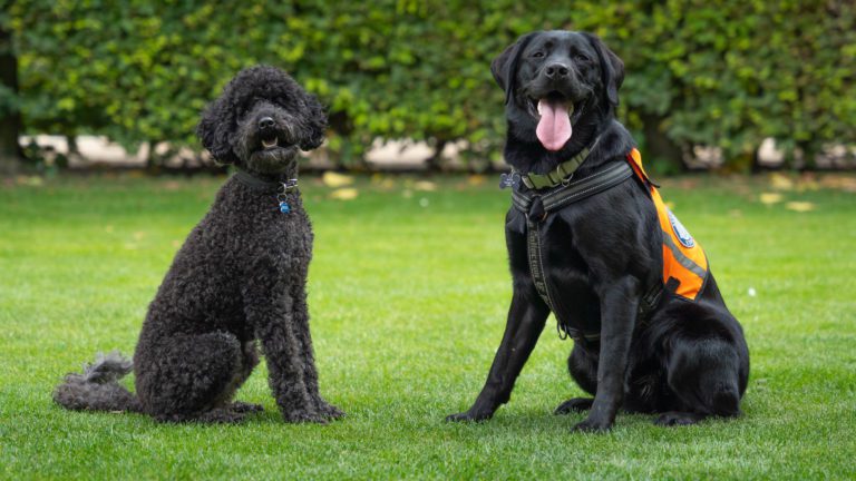 sort puddel og sort labrador poserer i græsset