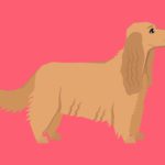 Vuffeli hundeblog