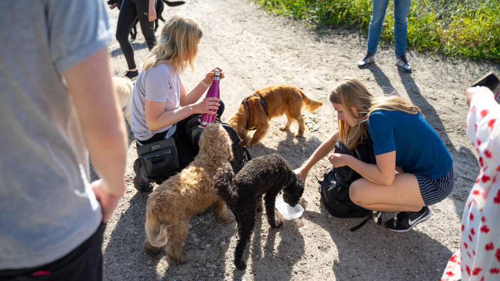 hunde og hundemennesker på tur i hundeskov