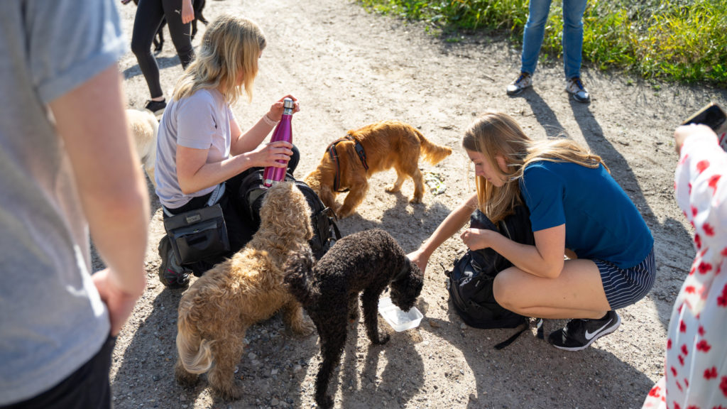 hunde og hundemennesker på tur i hundeskovVuffeli hundeblog