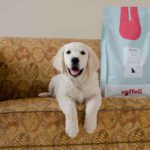 Golden retriever hvalpen Baloo og hans Vuffeli-foderVuffeli hundeblog