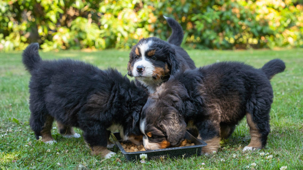 Berner sennenhunde-hvalpe spiser vuffeliVuffeli hundeblog