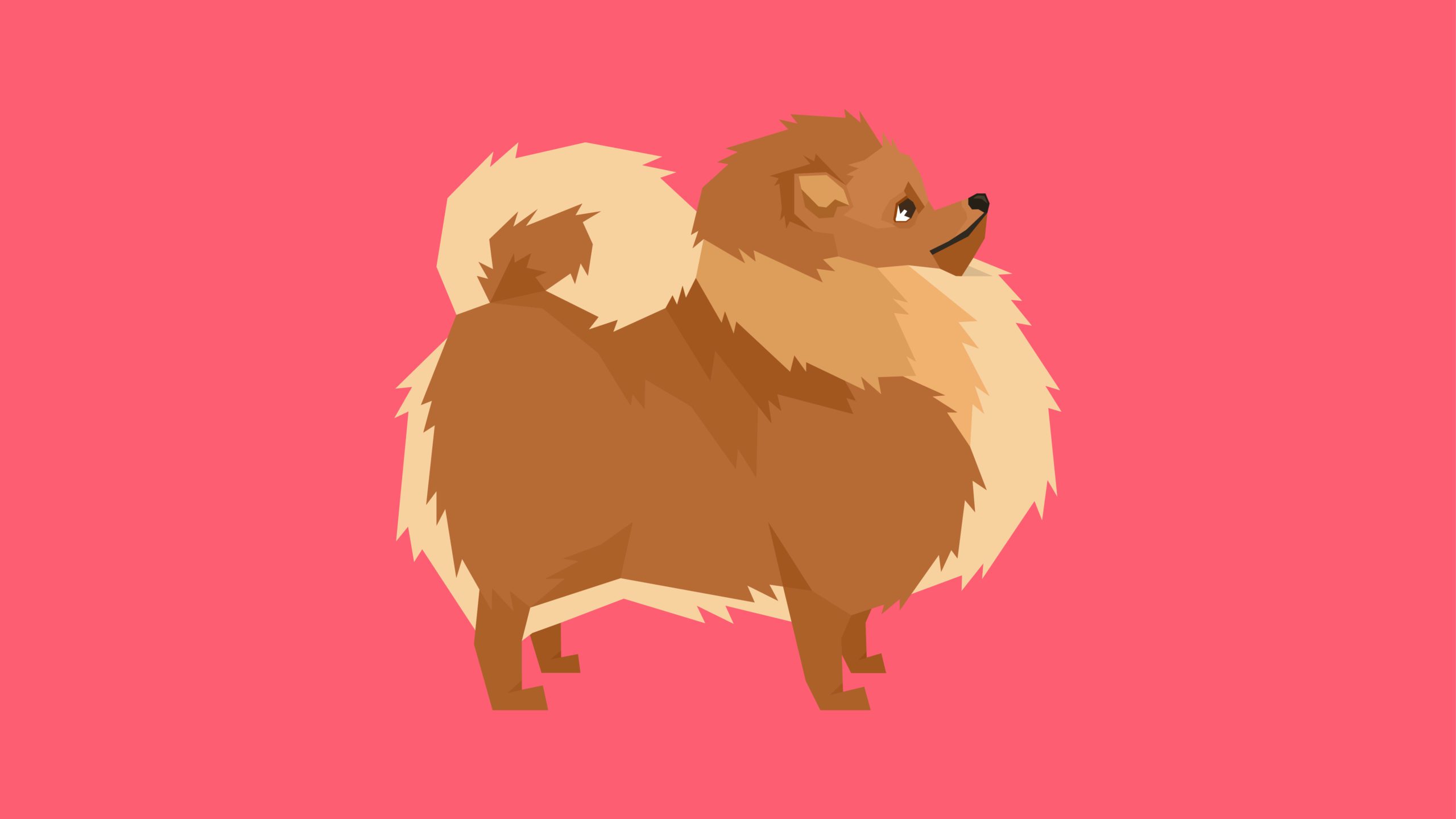 Alvorlig roman hval Pomeranian – 10 facts om den pelsede hunderace | Vuffeli