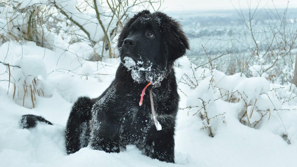 newfoundland hvalp i sneenVuffeli hundeblog