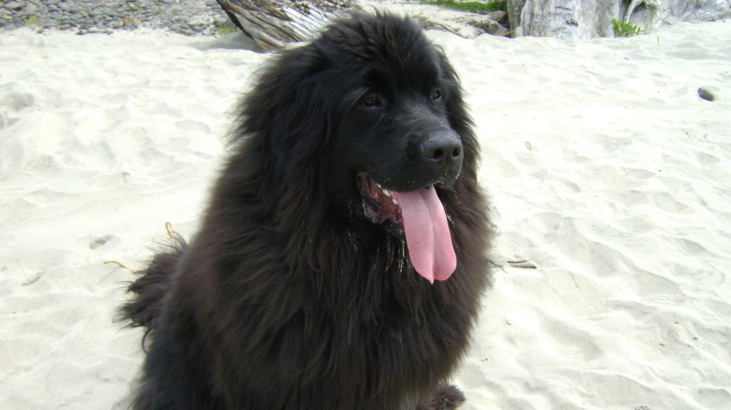 sort newfoundland på strandenVuffeli hundeblog