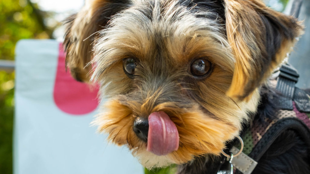 Yorkshire terrier Walther slikker sig om mundenVuffeli hundeblog
