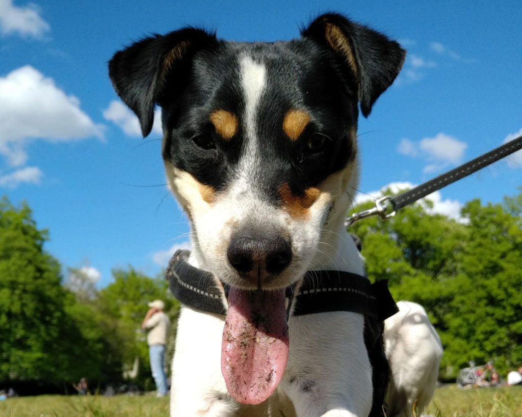 dansk svensk gårdhund leger med bold i græssetVuffeli hundeblog