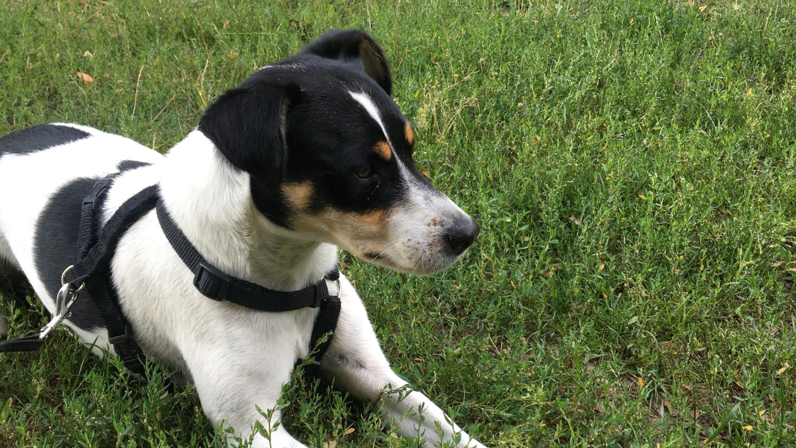 dansk-svensk-g-rdhund-10-ting-om-hunderacen-vuffeli