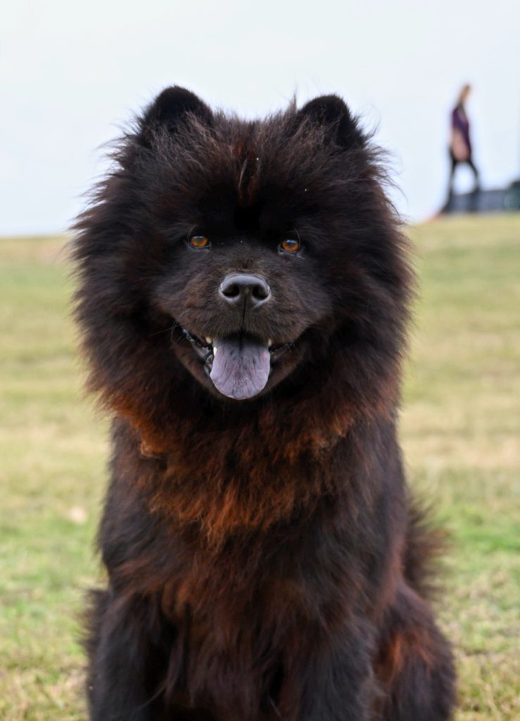 sort chow chow