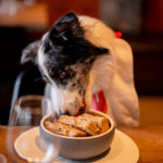Vuffeli hundeblog