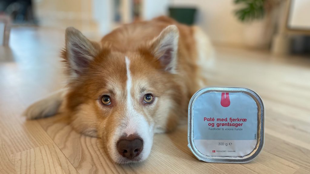Sådan aktiverer din hund med vådfoder | Vuffeli hundeblog