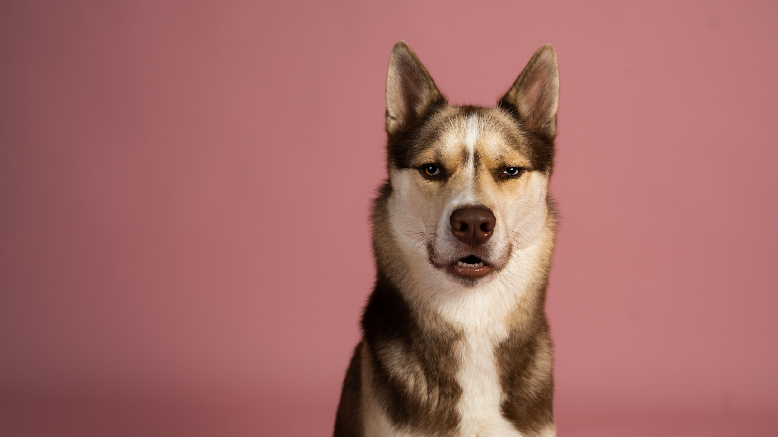 Hunden er ikke en ulv: Sørg for den rette | hundeblog