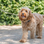 Vuffeli hundeblog