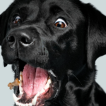 Vuffeli hundeblog