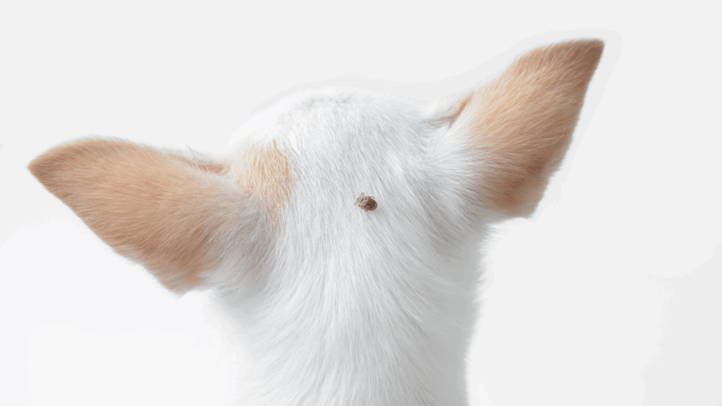 Vuffeli hundeblog