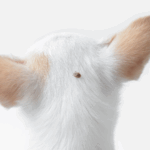 Vuffeli hundeblog