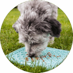 Hundetips og -tricks