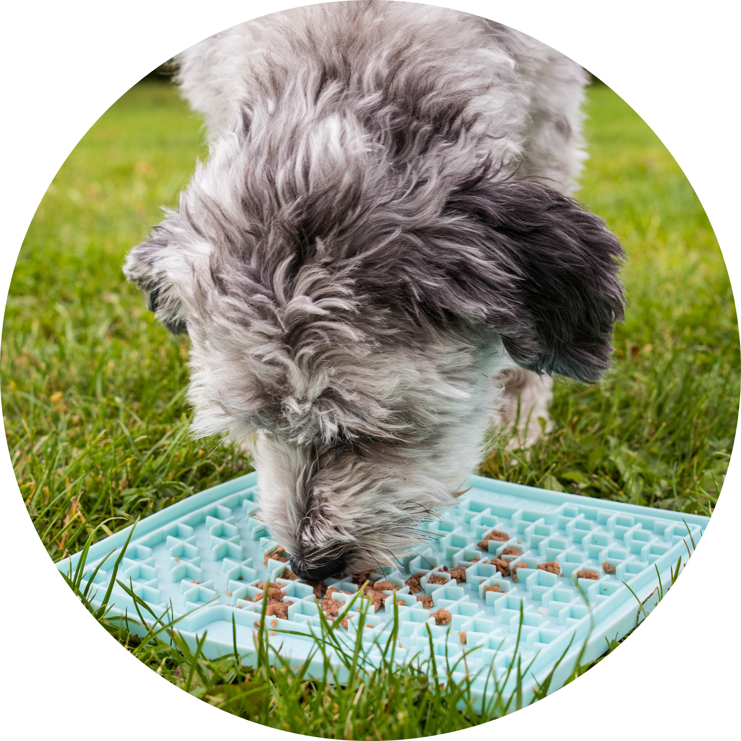 Hundetips og -tricks